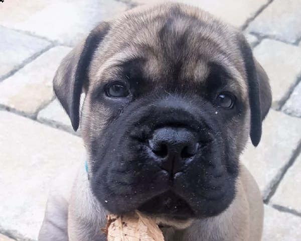 bellissimo cucciolo razza bullmastiff | Foto 0