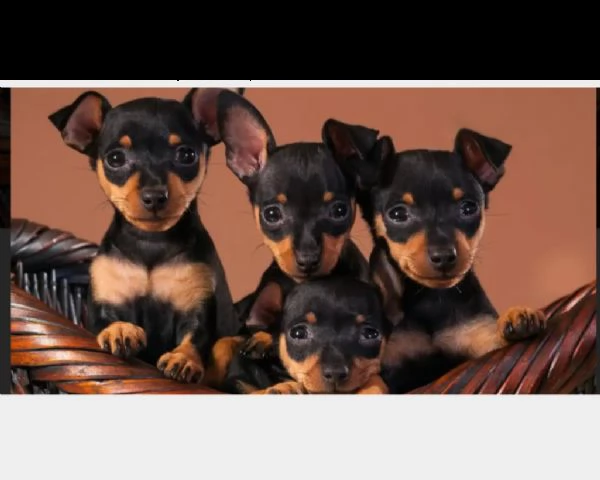 cuccioli pinscher toy nero focato maschio femmina