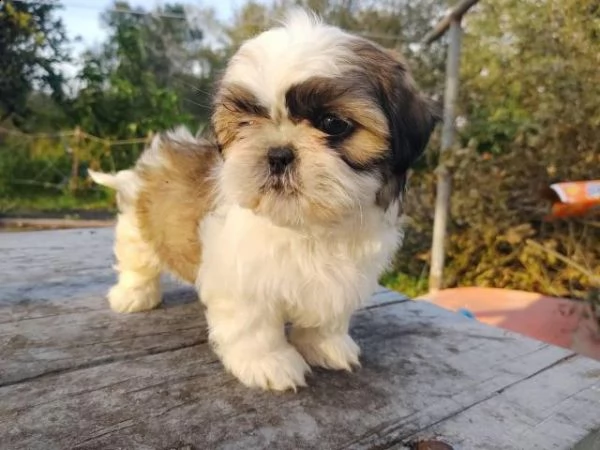  magnifici cuccioli shih tzu pronti per l'adozione