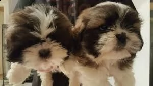  magnifici cuccioli shih tzu pronti per l'adozione | Foto 1