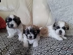  magnifici cuccioli shih tzu pronti per l'adozione | Foto 0