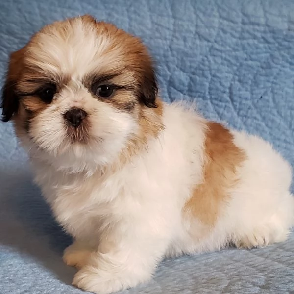 adorabile cuccioli di shih tzu come regalo