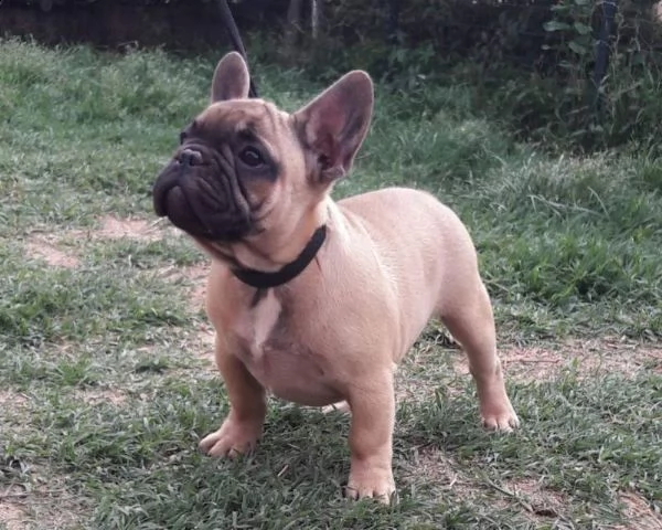 regalo cucciolo cucciolo di bouledogue tenerissimi intrigantissimi e buonissimi di 70 giorni sia mas