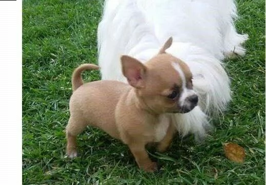 regalo cucciolo cucciolo di chihuahua tenerissimi intrigantissimi e buonissimi di 70 giorni sia masc