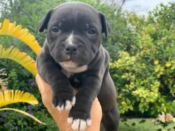 spendidi cuccioli di amstaff ??