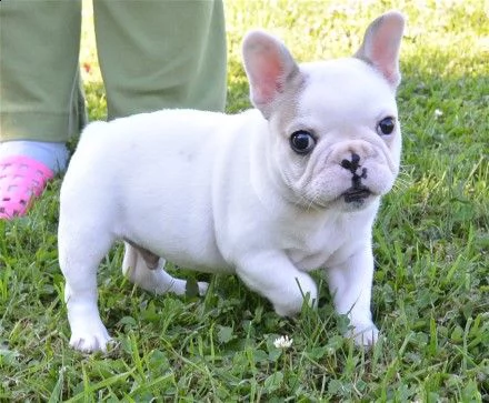 adotta i cuccioli bulldog francese da noi. simpatici adorabili cuccioli maschi e femmine ben addestr