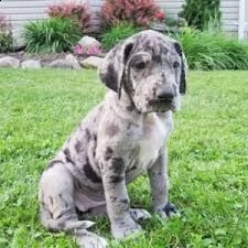 offro in adozione cucciolata di allano prestigiosa e favolosi cucciolato e cucciolata di alano , fav