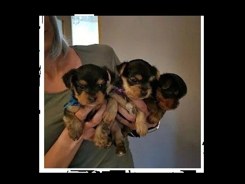 yorkie pups