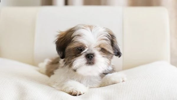 shut tzu puppies ready:::brightestjason95[at]gmail[[.com]]