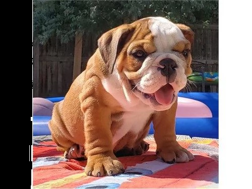 english bulldog puppies