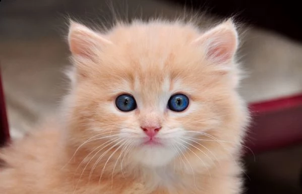 dolcissimi cuccioli ragdoll