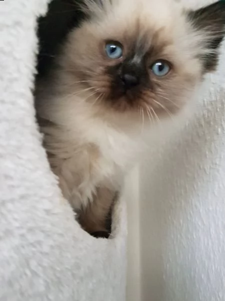 dolcissimi cuccioli ragdoll | Foto 5