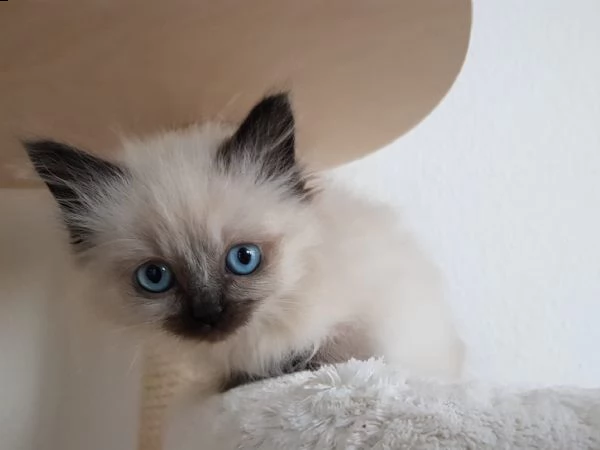 dolcissimi cuccioli ragdoll | Foto 4