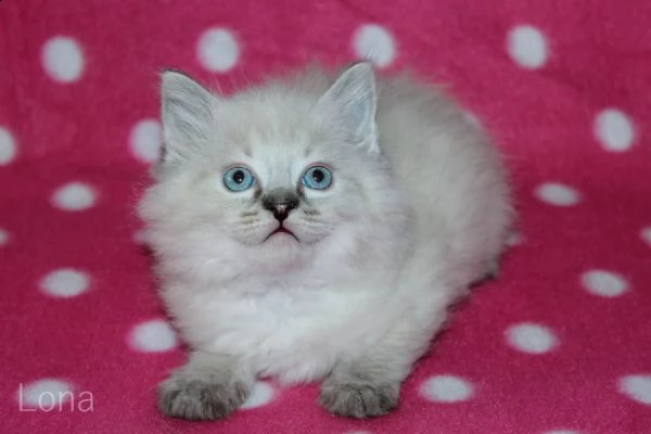 dolcissimi cuccioli ragdoll | Foto 3