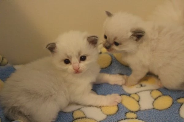 dolcissimi cuccioli ragdoll | Foto 1
