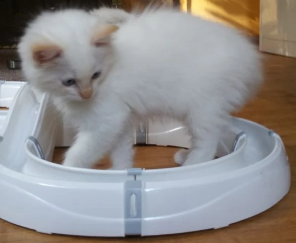 dolcissimi cuccioli ragdoll | Foto 0