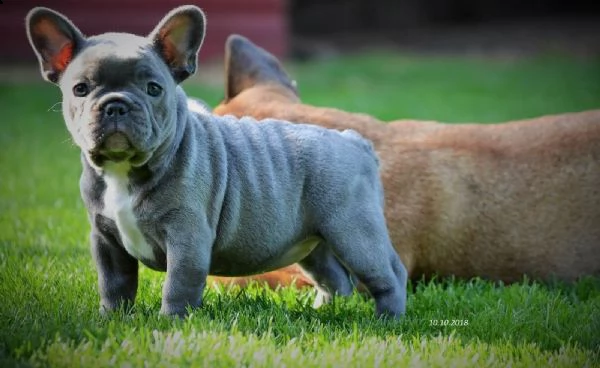 bulldog francesi blue