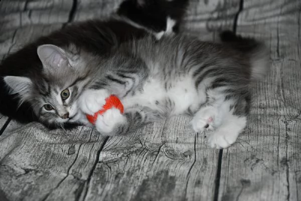 cuccioli norvegese delle foreste | Foto 2