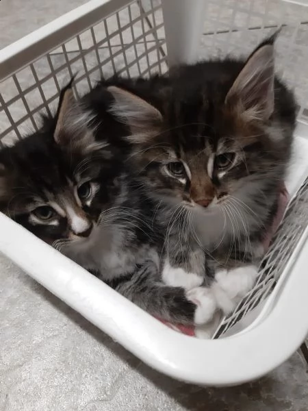 cuccioli norvegese delle foreste | Foto 1