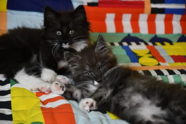 cuccioli norvegese delle foreste | Foto 0