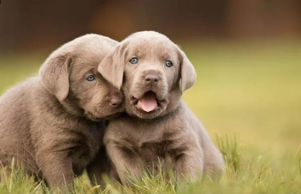 cucciolata di labrador retriver con pedigree enci