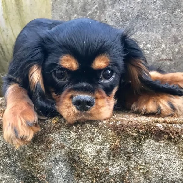 cavalier king cuccioli disponibili | Foto 3