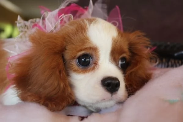 cavalier king cuccioli disponibili | Foto 2