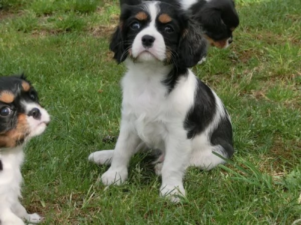 cavalier king cuccioli disponibili | Foto 0