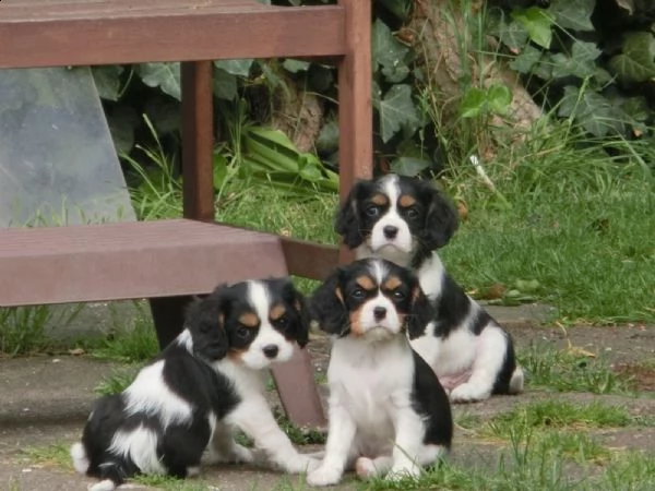 cavalier king cuccioli disponibili