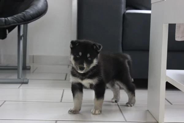 splendidi cuccioli di husky