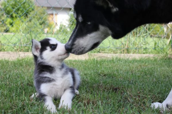 splendidi cuccioli di husky | Foto 4
