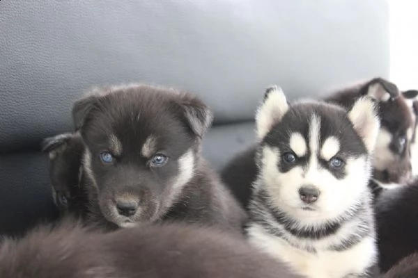splendidi cuccioli di husky | Foto 3