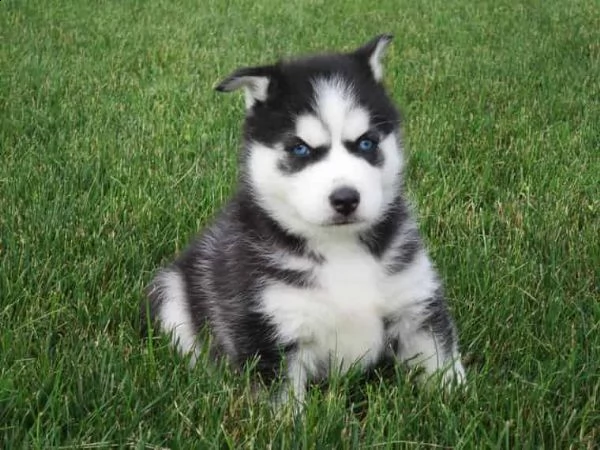 splendidi cuccioli di husky | Foto 1