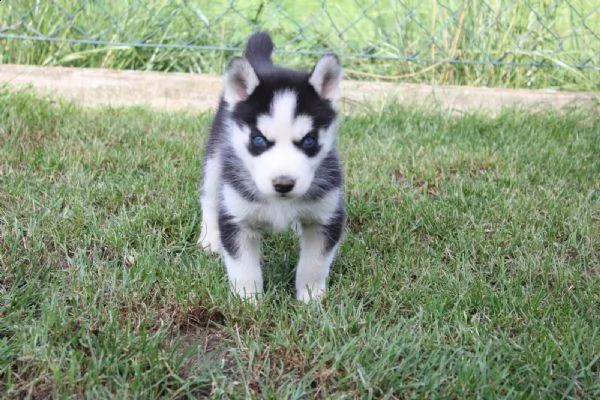 splendidi cuccioli di husky | Foto 0