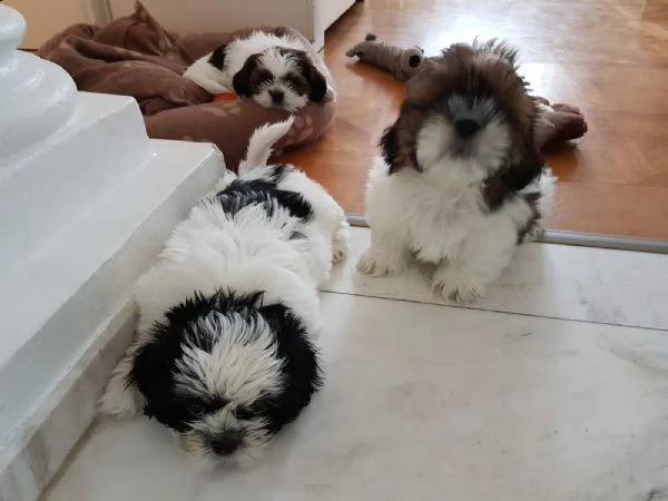 shih-tzu splendidi cuccioli con pedigrée