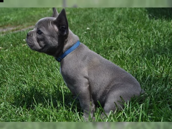 bulldog francese bouledogue fran ais