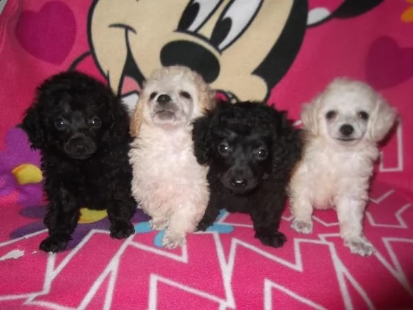 barboncini nani e minitoy varie colorazioni | Foto 0