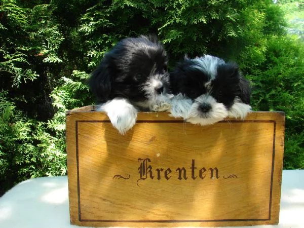 shihi tzu