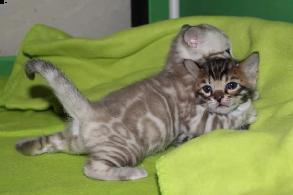 adorabili cuccioli bengala | Foto 0