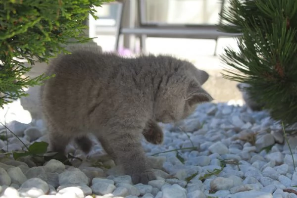 british shiorthair cuccioli blu | Foto 3