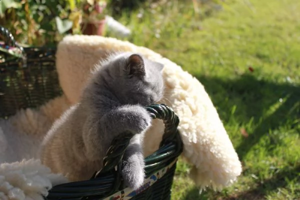 british shiorthair cuccioli blu | Foto 2