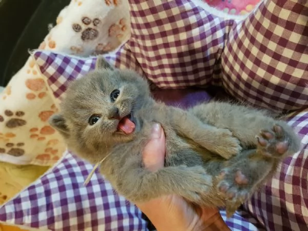 british shiorthair cuccioli blu | Foto 1