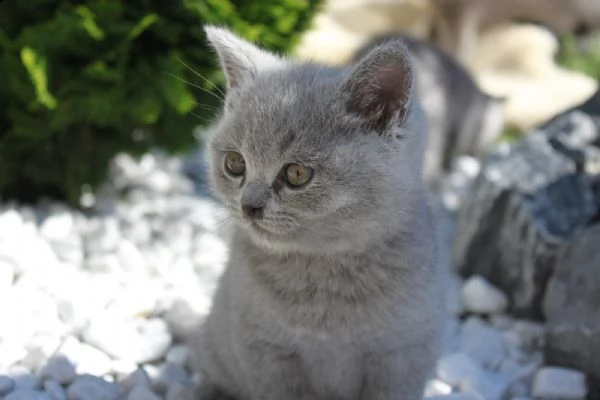 british shiorthair cuccioli blu | Foto 0