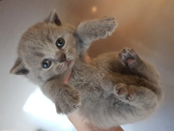 british shiorthair cuccioli blu