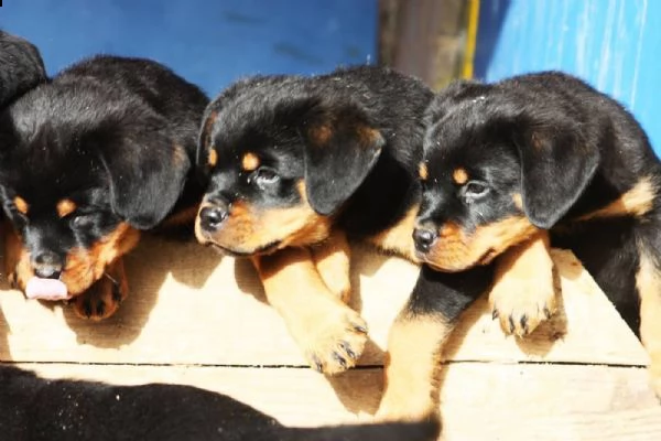 disponibili cuccioli di rottweiler | Foto 3