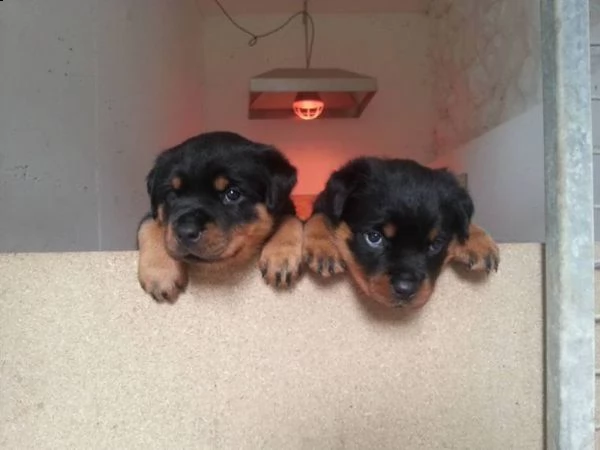 disponibili cuccioli di rottweiler | Foto 2