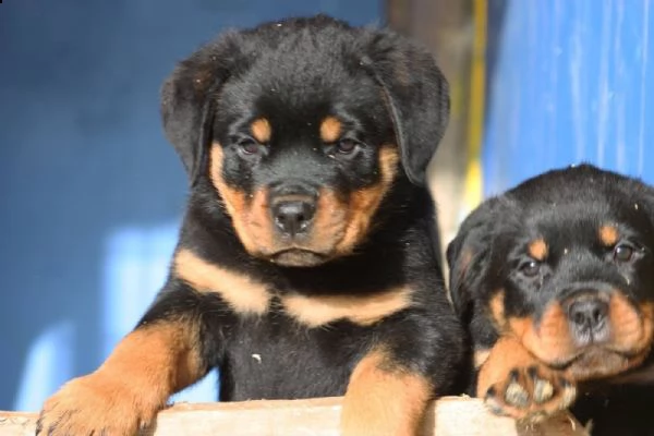 disponibili cuccioli di rottweiler | Foto 1