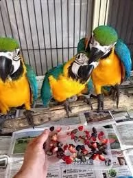  pappagalli ara blu e oro disponibili
