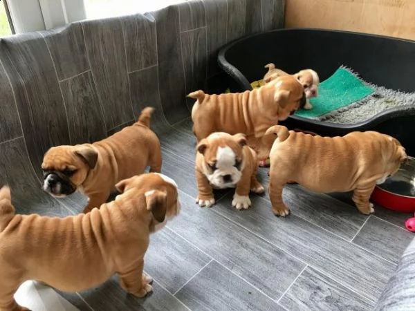 cuccioli bulldog inglesi disponibili