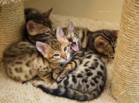 offro in regalo savannah gattini con pedigree . cuccioli di savannah siamo urgentemente alla ricerca